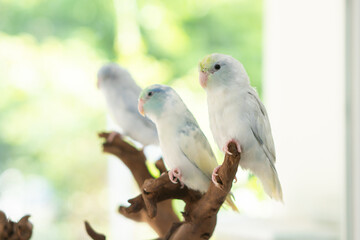 Pastel Parrot Trio on Natural Driftwood