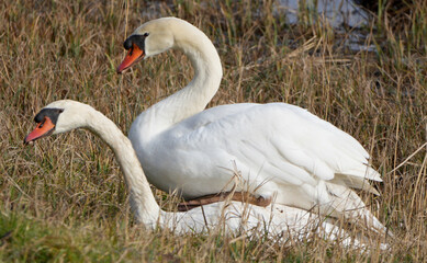 Fototapeta premium two mute swans (cygnus olor) mating in the grass near water in spring