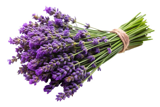 Fresh lavender bundle with green stems and vibrant purple flowers isolated on a transparent background