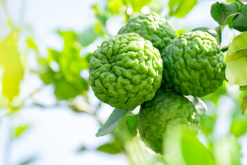 Fototapeta premium Fresh Bergamot fruits or Kaffir lime on tree with green leaves and sunlight. Concept of herbal medicine, organic farming, tropical Thai ingredient, and natural essential oil source