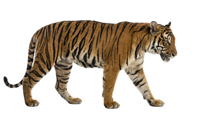 Obraz premium Tiger walking in forest, illustration of wildlife animal in natural habitat from side view
