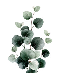 Delicate watercolor illustration of eucalyptus sprig, vibrant leaves against a black background