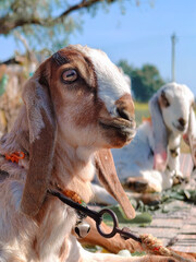 Naklejka premium portrait of a goat