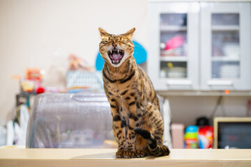 あくびをする猫