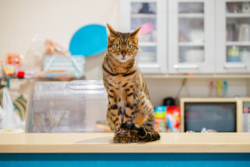 見つめる猫（ベンガルキャット）