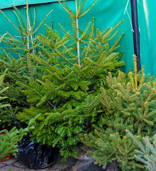Cut pine evergreen trees outside on a market during Christmas holidays