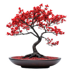 Red blossom bonsai tree isolated [Transparent Background PNG].