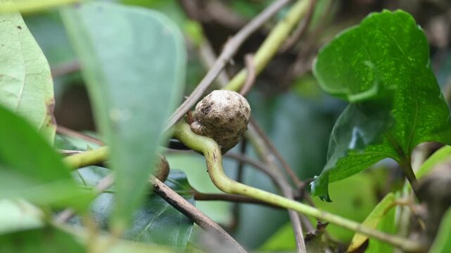 Dioscorea bulbifera in the vine. Its common name is&nbsp;air potato,&nbsp;air yam,&nbsp;bitter yam,&nbsp;cheeky yam,&nbsp;potato yam,&nbsp;aerial yam and&nbsp;parsnip yam. lt&nbsp;is a species of true&nbsp;yam&nbsp;in the yam family,&nbsp;Dioscoreaceae. 