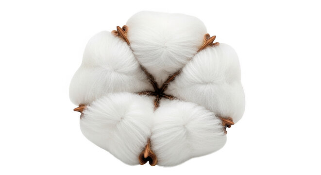 A close-up of a cotton boll on a white background