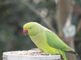 Detailed Portrait of a Ring Necked Parakeet - Invasive Species in Germany - Stealing Food meant for Tits. High quality photo © Aleksandra