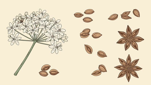 Botanical illustration of anise flowers seeds and star anise pods for spice labels cooking and herbal medicine.