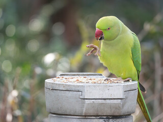 Detailed Portrait of a Ring Necked Parakeet - Invasive Species in Germany - Stealing Food meant for Tits. High quality photo © Aleksandra