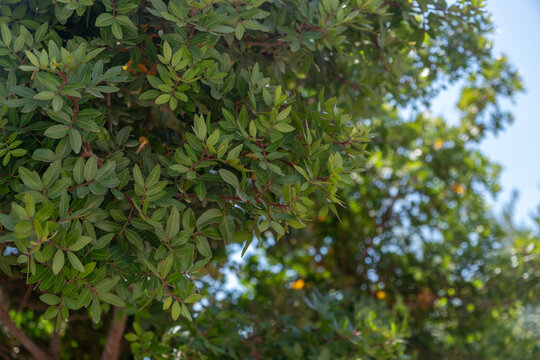 Mastic tree foliage background, Pistacia lentiscus shrub leaves at Chios island, Greece