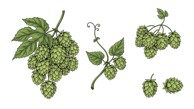 Detailed botanical illustration of green hops with leaves and vines isolated on a white background for brewery and beer themes.