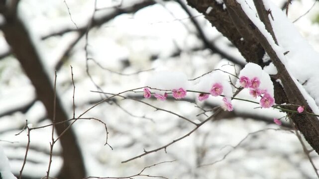 雪の中の梅、風になびく
