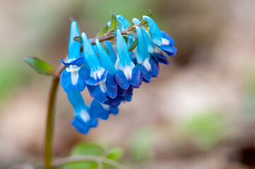 春の野原に咲くカワイイ青色の花　エゾエンゴサク

