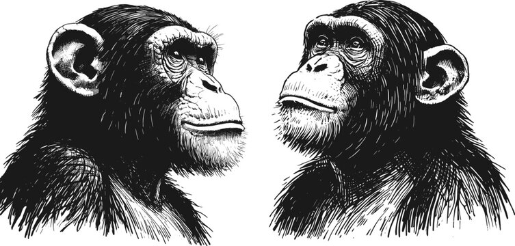 Wild Wisdom Chimpanzee line art drawing sketch vector hand drawn illustration