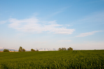 春の緑のムギ畑と残雪の山並み　十勝岳連峰
