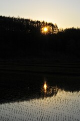 夕日を映す春の水田と林のシルエット
