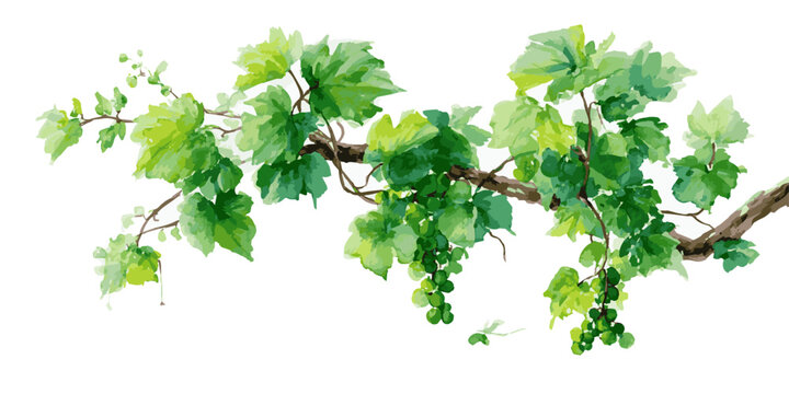 A watercolor painting of a lush green grape vine branch with clusters of unripe grapes, isolated on a transparent background.