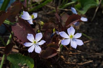 春の庭で咲く紫色の可愛いタツタソウ