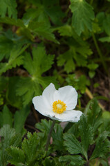 夏の庭に咲く満開の白いアネモネ
