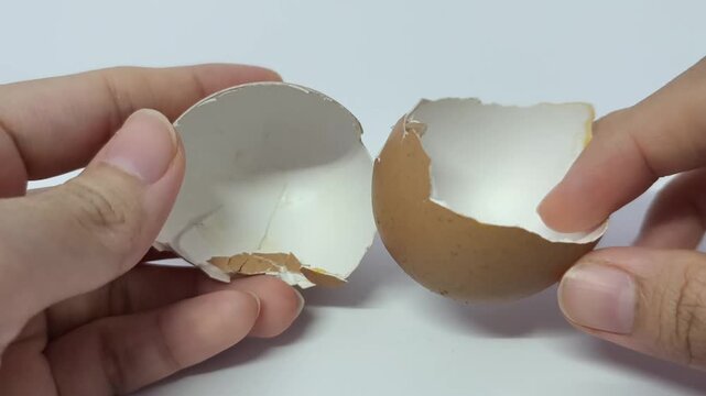 Cracked Eggshell on white background for composting 