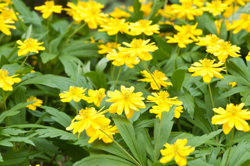 春の庭に咲く黄色いキバナイチゲ
