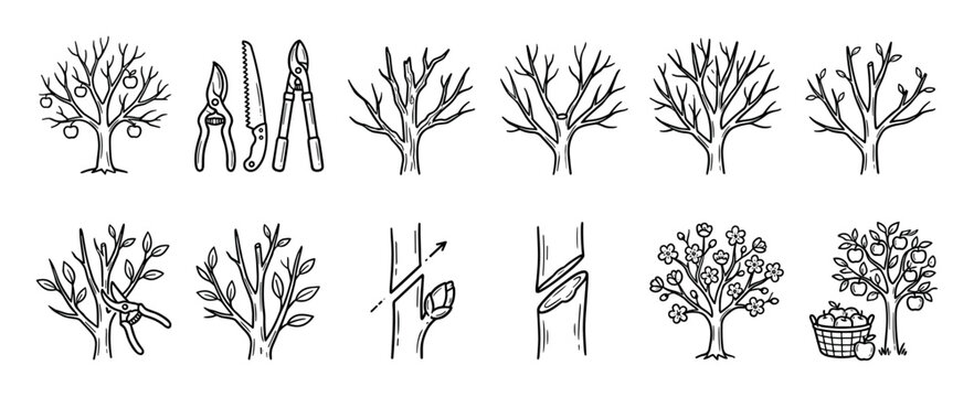 Hand-drawn fruit tree care and gardening icons showing pruning, grafting, blossoming, and harvesting apples, with tools like secateurs and a saw in a simple line art doodle style