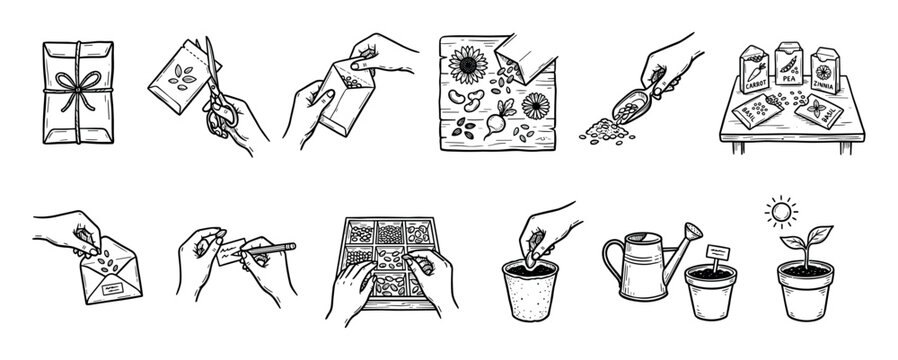 Hand-drawn seed planting instruction icon set shows the process of growing plants from packets, sorting seeds, sowing in pots, watering, and sprouting, a black and white sketch illustration