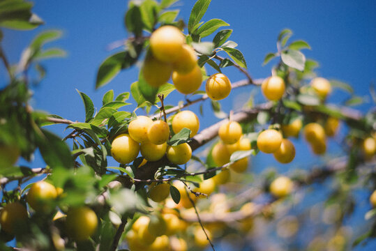 Ripe yellow cherry plums (Prunus cerasifera) growing on tree branch against bright blue sky. Fresh organic alicha fruit in natural sunlight with shallow depth of field and vibrant green leaves. 