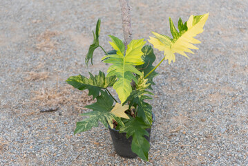 Closeup to Fresh leaf of philodendron florida beauty x mayoi  