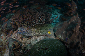A leopard moray  is peeking out from under the coral. Abundant sea life around Oman. A Gymnothorax favagineus on the seabed of the Arabian Sea.