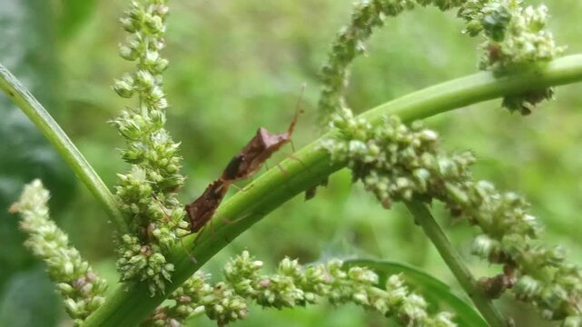 horned coreid bug (Cletus sp.) mates on the seeds of bushes, Found near wetlands, lagoons, and on agricultural crops like chili and mustard, these active flyers can cause damage by feeding on plants