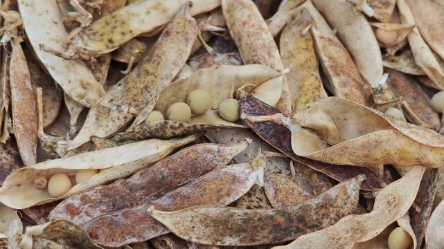 Soybean pods dried in a basket.