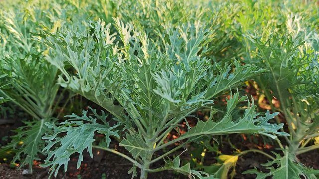 White Russian Kale in the garden