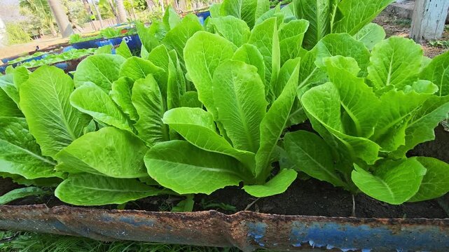 Green cos lettuce , Salads vegetable in the planting plot.