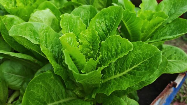 Green cos lettuce in the planting plot.