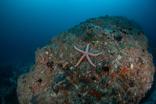 A common comet star on the seabed off the coast of Oman. A Linckia guildingi sea star on a rock.