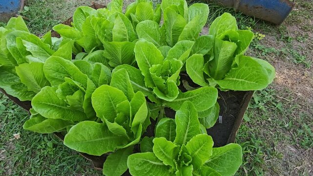Green cos lettuce , Salads vegetable in the planting plot.