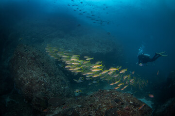 Fototapeta premium A shoal of yellowfin goatfish swims near the seabed of the Arabian Sea. A group of Mulloidichthys vanicolensis on the reef. A common goatfish found off the coast of Oman.