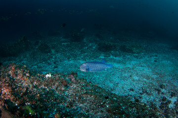 Obraz premium A blue-spotted pufferfish swims above the seabed off the coast of Oman. An Arothron caeruleopunctatus swims alone above the coral garden.