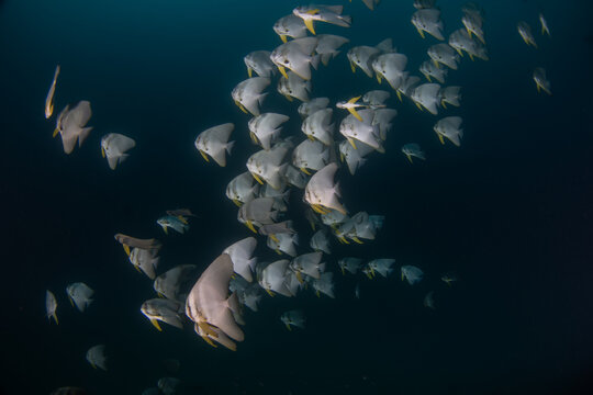 A shoal of longfin batfish in dark water. The longfin spadefish can be found off the coast of Oman. It is a grey, flat fish with dark stripes and long fins. 