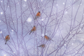 Robins in the Snow