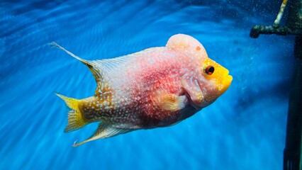 tropical fish in aquarium © theditech