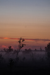 Soft pink and orange sunrise sky over a misty autumn wetland