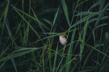 Tiny Marsh Warbler In Reed(Acrocephalus Palustris)