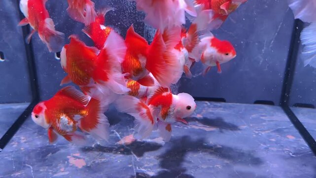 Cluster of red and white fancy Oranda goldfish with rounded bodies and flowing fins swimming in a clear aquarium. A bubble stream rises from aeration equipment.