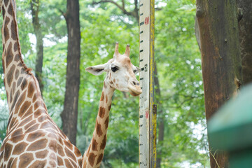 Close-up portrait of a giraffe's head with lush green trees in the background at a safari park. © Alvi Prasetya