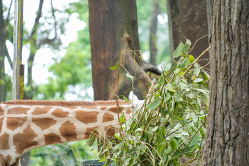 Side view of a giraffe neck and head reaching into green leafy branches to eat in a lush, sunny forest park environment. © Alvi Prasetya